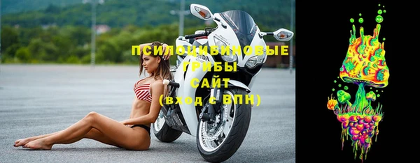 хмурый Тайга