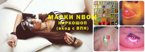 хмурый Тайга